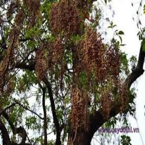 CÂY NHỘI GIỐNG