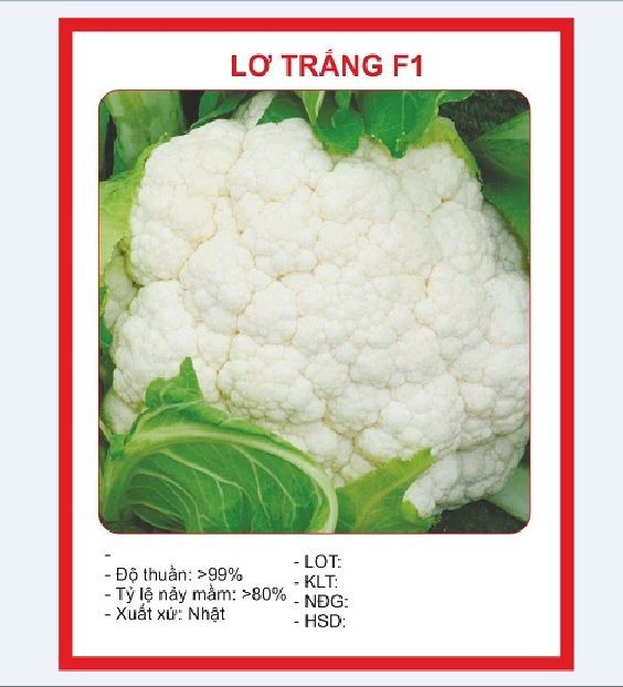 Hạt giống súp lơ trắng nhật bản ( 0.2gr/gói )