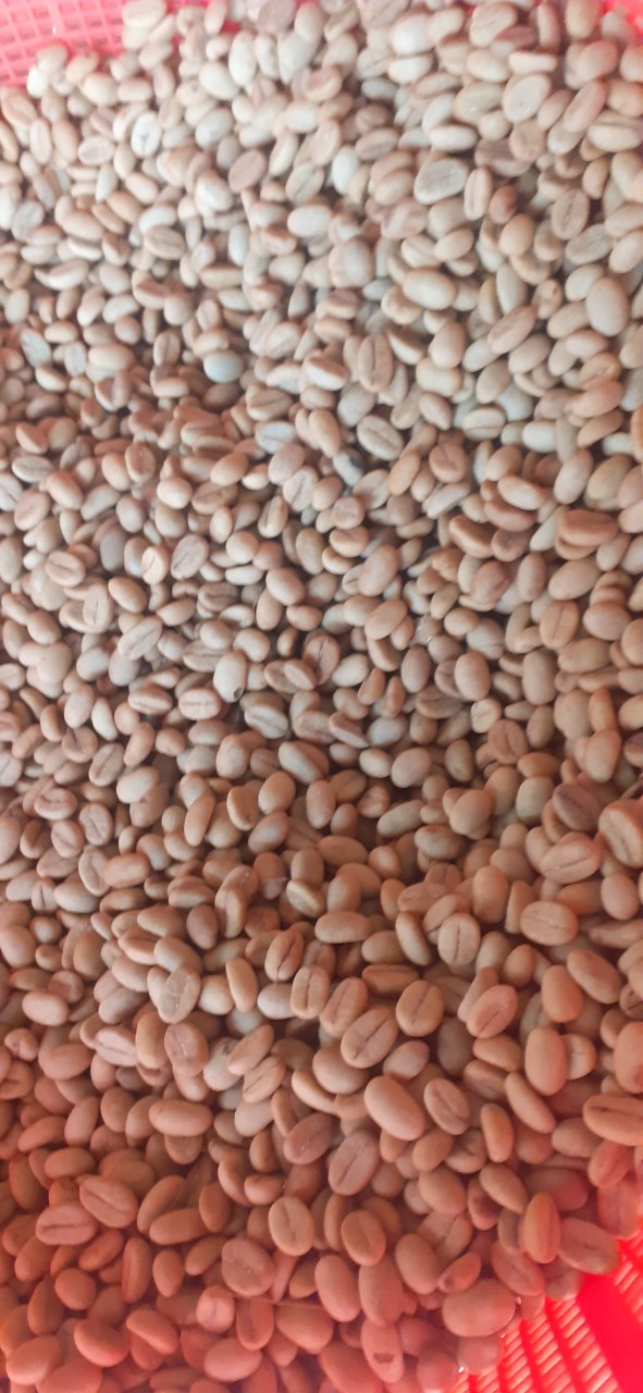 1KG Hạt giống cà phê TR4