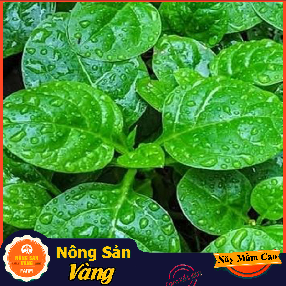 High yield green seed germination rate, growth and healthy, high yield (10 gram pack)-Agricultural yellow