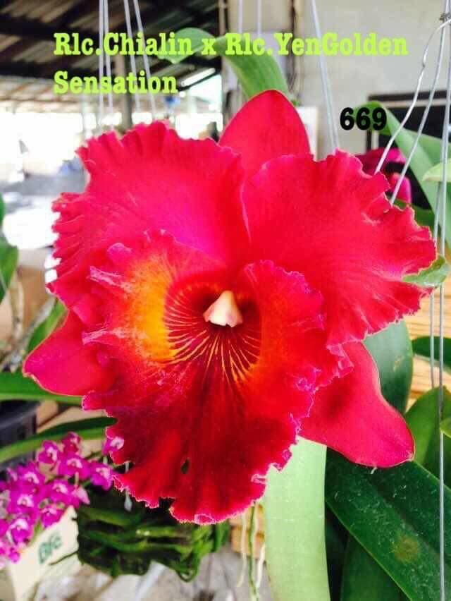 5 Cây Lan Cattleya Giống - Nhập Thái Lan