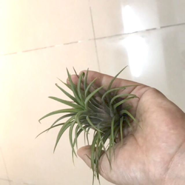 Cây không khí thạch thảo