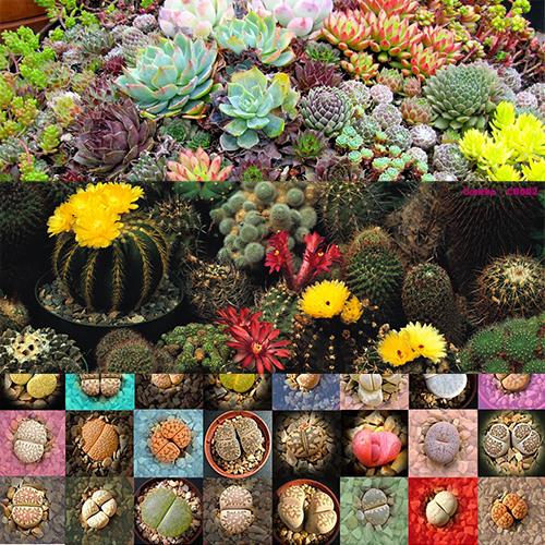 Bộ 03 gói hạt giống hoa cảnh mini ( Sen Đá + Xương Rồng + Đá Sống )