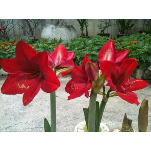 Củ hoa lan huệ đỏ nhung- củ to đẹp lên 100%
