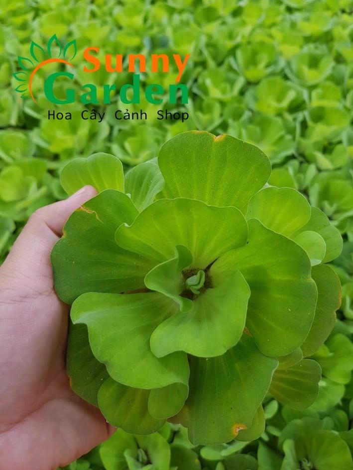 [Chuẩn giống F1] Bèo Tai Tượng 3 Bông Loại Trung - Cây Thủy Sinh