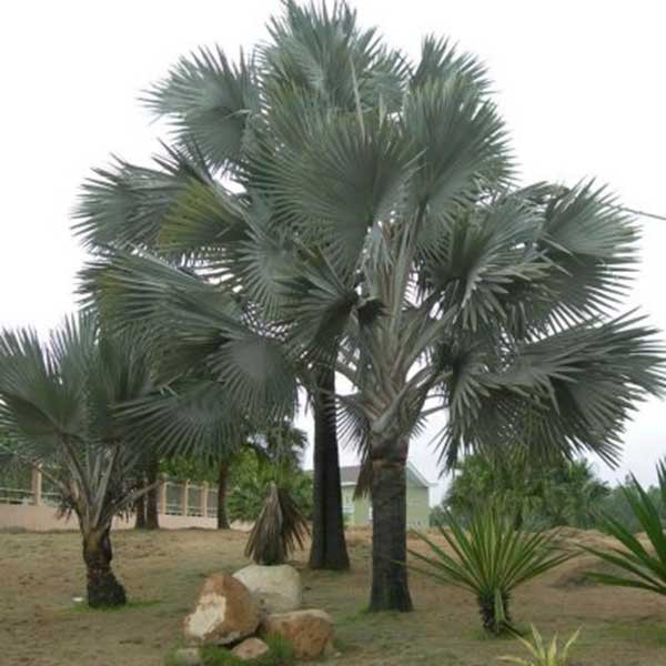 CÂY CỌ CẢNH SIÊU ĐẸP