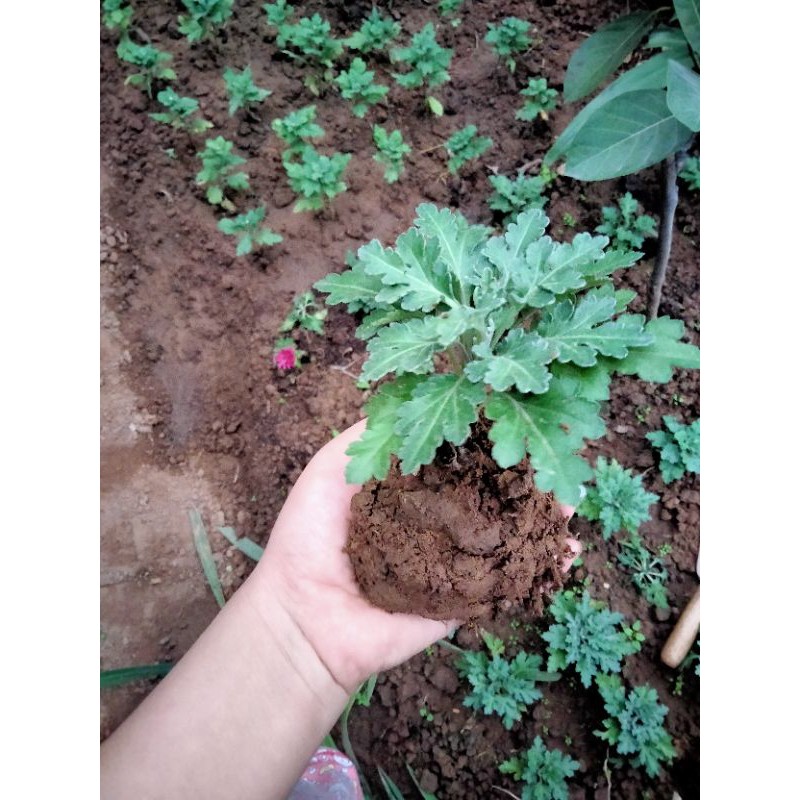 Cây giống hoa cúc tím hè