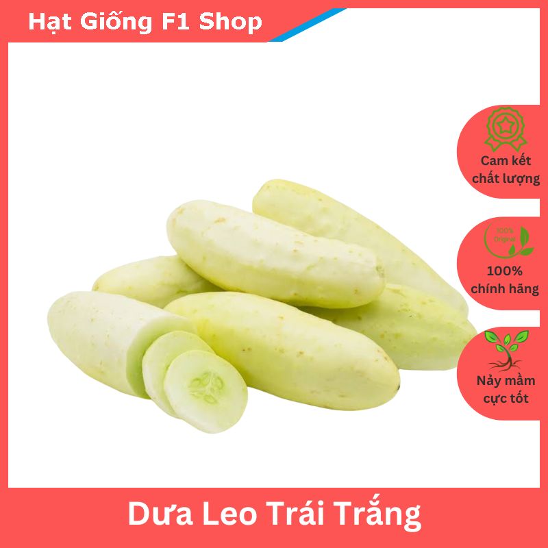 Hạt giống dưa leo trái trắng lai f1 giòn ngọt