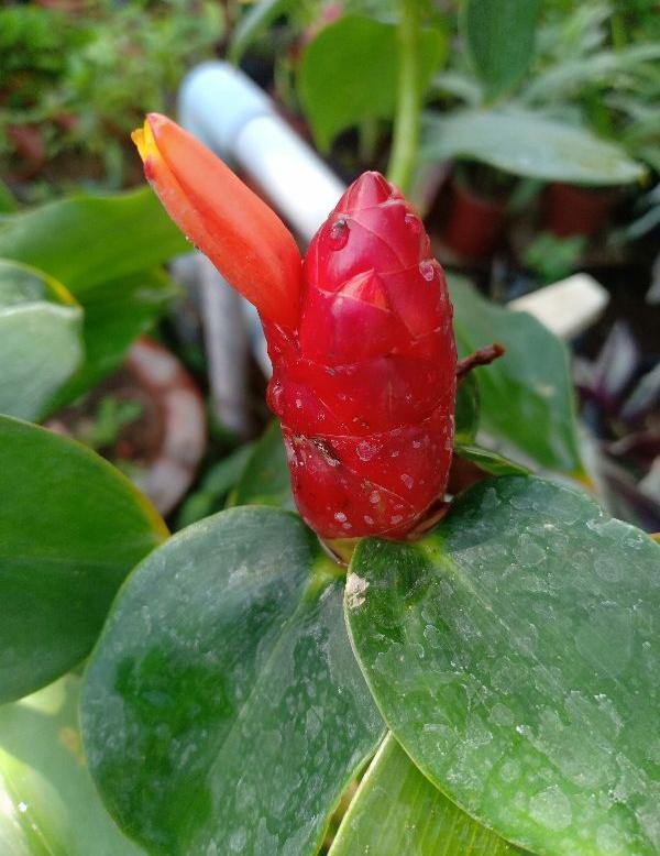 chậu phúc lộc thọ