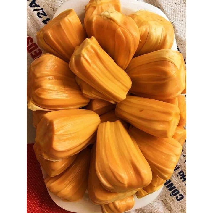 cây giống mít thái lùn (cây ghép siêu sớm trái )
