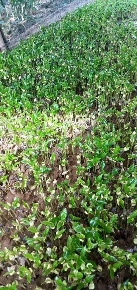 Hạt giống cây gió bầu trầm hương