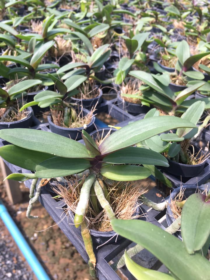 Xơ dừa chỉ trồng hoa lan 1kg