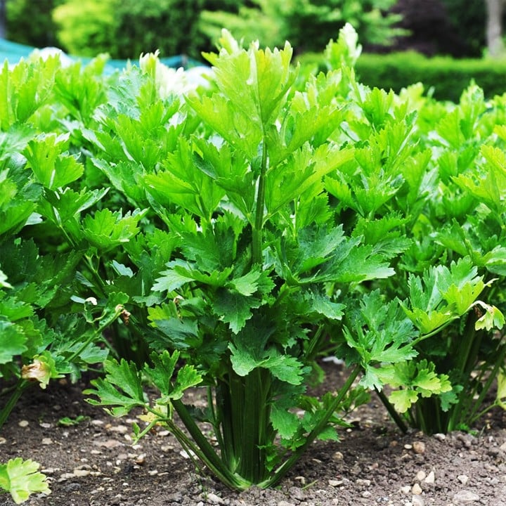 Hạt Giống Cần Tây Thera (5g)