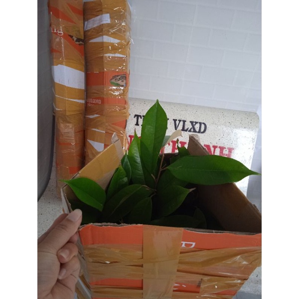 Sầu Riêng Ri 6