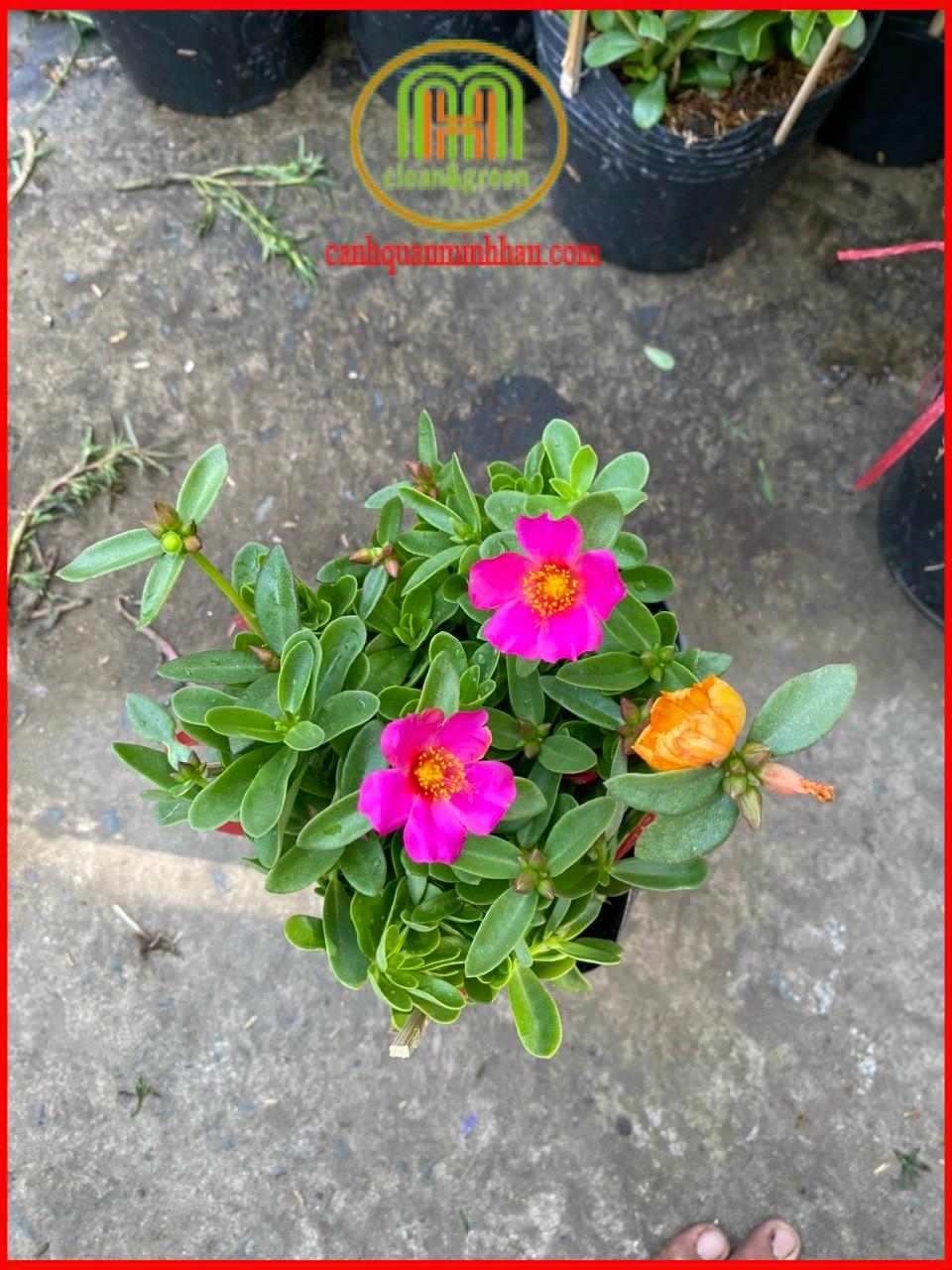 Cây hoa mười giờ sam thái nhiều màu Minh Hân Garden