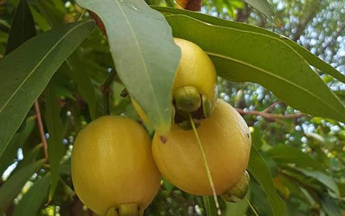 Cây lê/ mận lý/ mận hoa hồng- Đặc sản miền tây- Trái cây tuổi thơ- Hoa kiểng Nguyễn Lộc