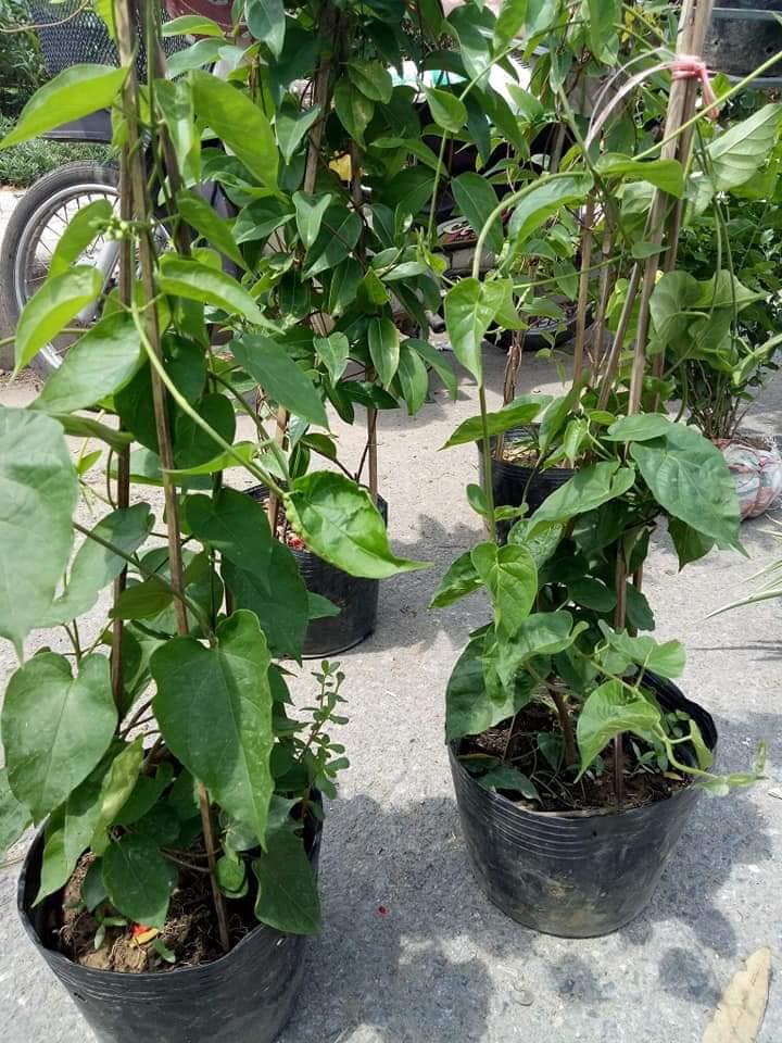 Cây giống hoa thiên lý