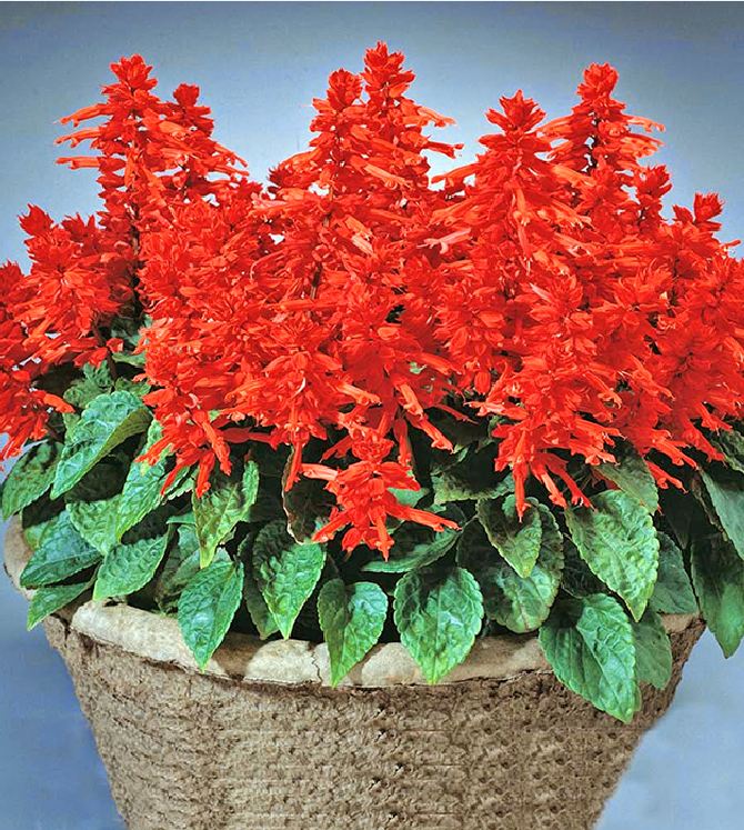 Hạt giống hoa xác pháo đỏ - gói 100 hạt - VTNT1
