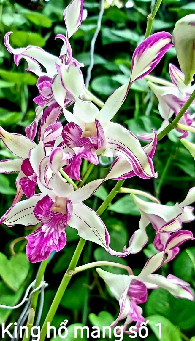 HOA LAN HỔ MANG XỔ CHỚP 5%