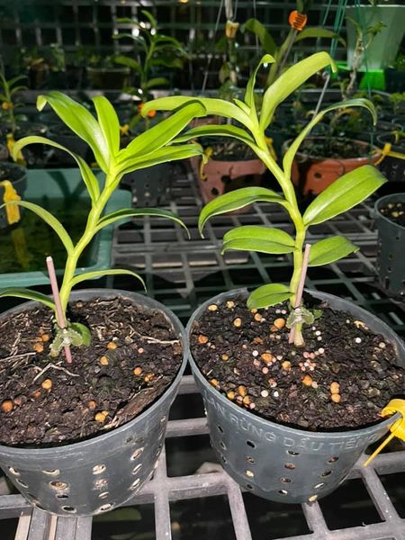 Keo liền da ( liền sẹo) hoa lan cây cảnh