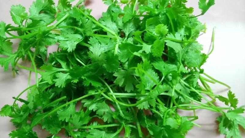 Hạt giống rau thơm ( cồn tía - rau ngò ) - 20gr/gói