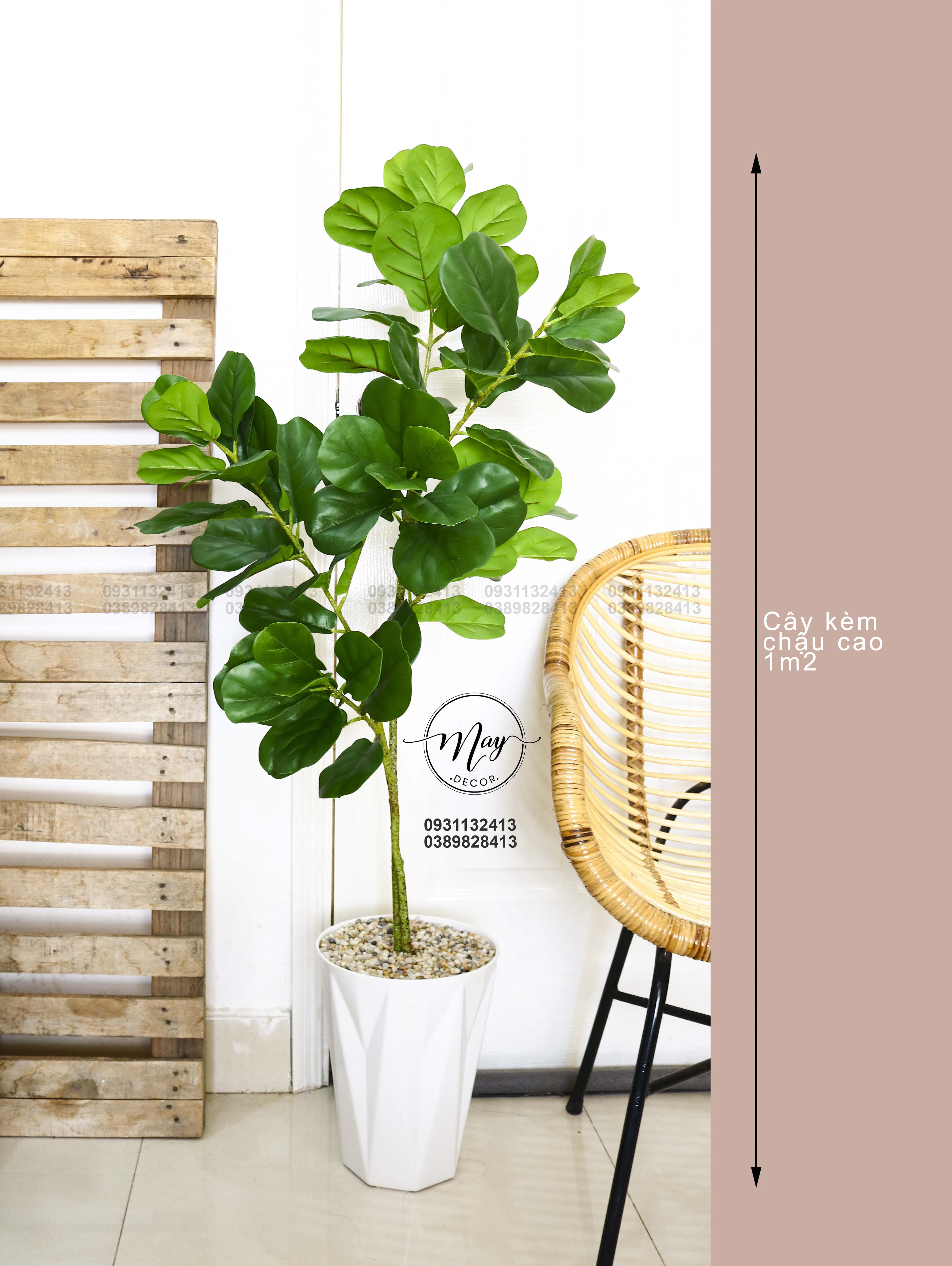 Cây giả - Chậu cây bàng Singapore cao cấp