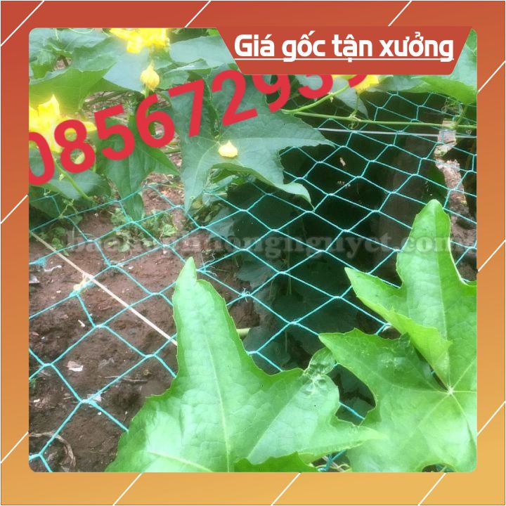 Lưới giàn leo , lưới giàn cây, lưới trồng cây leo ( kích thước 3m x 5m)