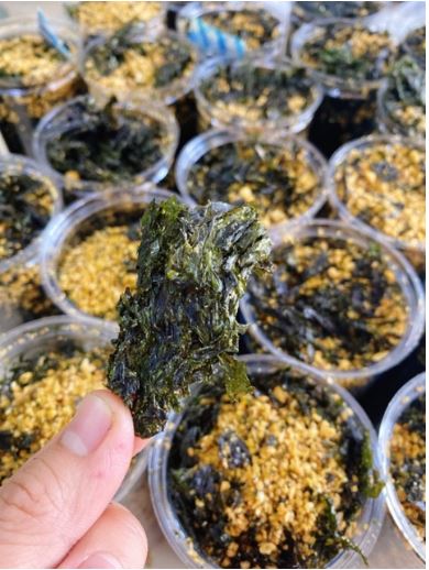 150gr RONG BIỂN CHÁY TỎI LON PET