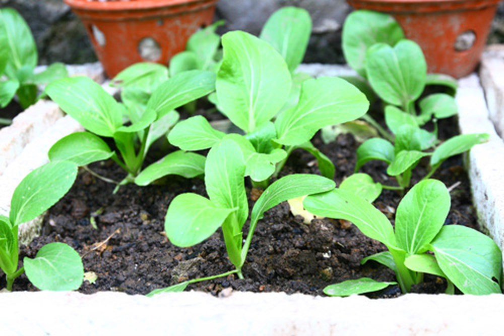 [Seeds] Hạt giống rau cải thìa, đóng gói 20gr (khoảng 4000 hạt)