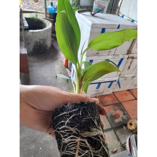 Chuối già LaBa (cam kết chuẩn giống)