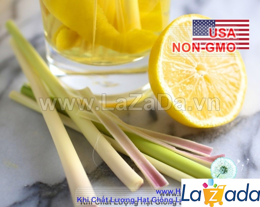 10h Hạt Giống Sả Chanh (TLA0| B43*X32*M535)