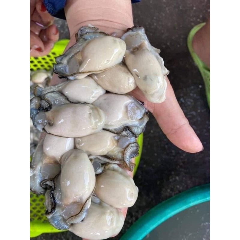 Hào sữa tách vỏ 500g Luôn nước  (giao Hoả tốc tphcm)