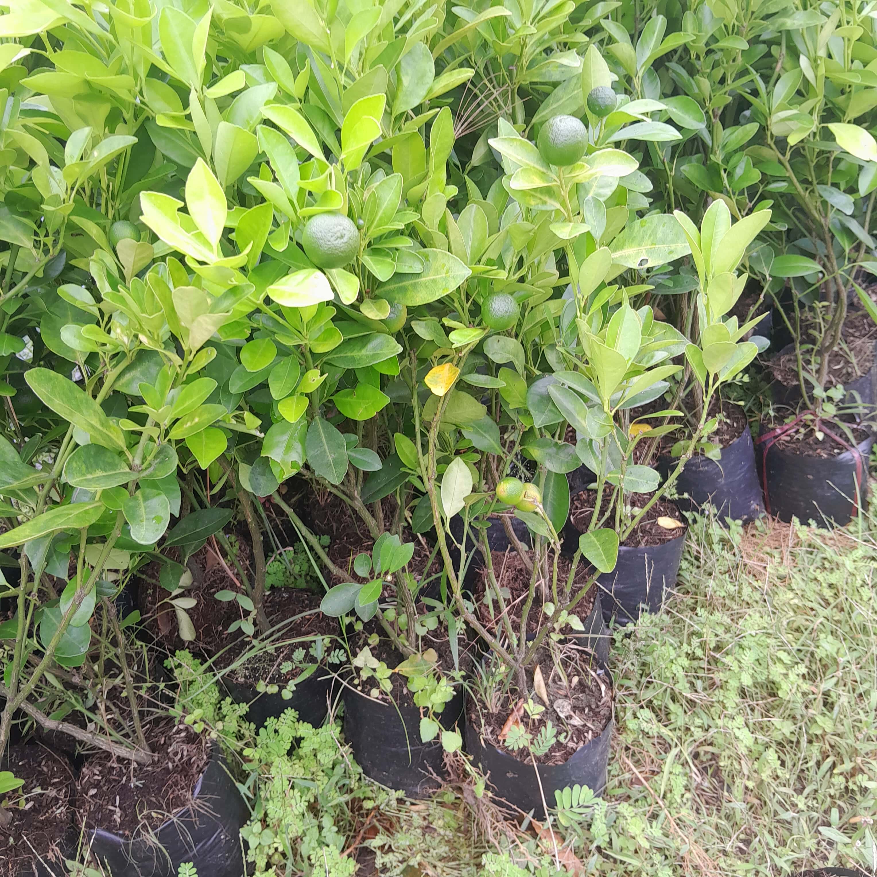 Cây giống Tắc Bánh Xe ( Cây Quất )