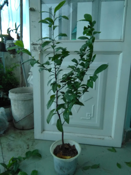Cây mai tứ quý