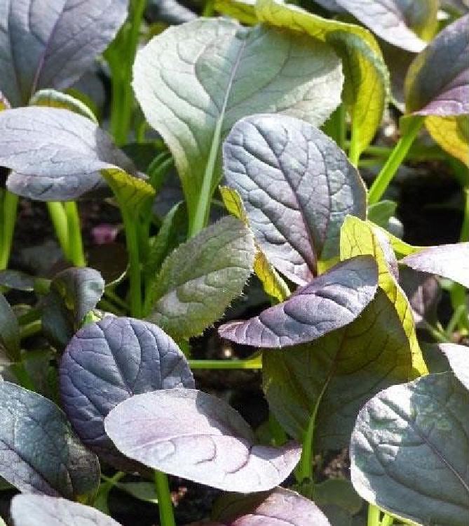 High Yield Red Mustard Seeds - Pack of 300 Seeds