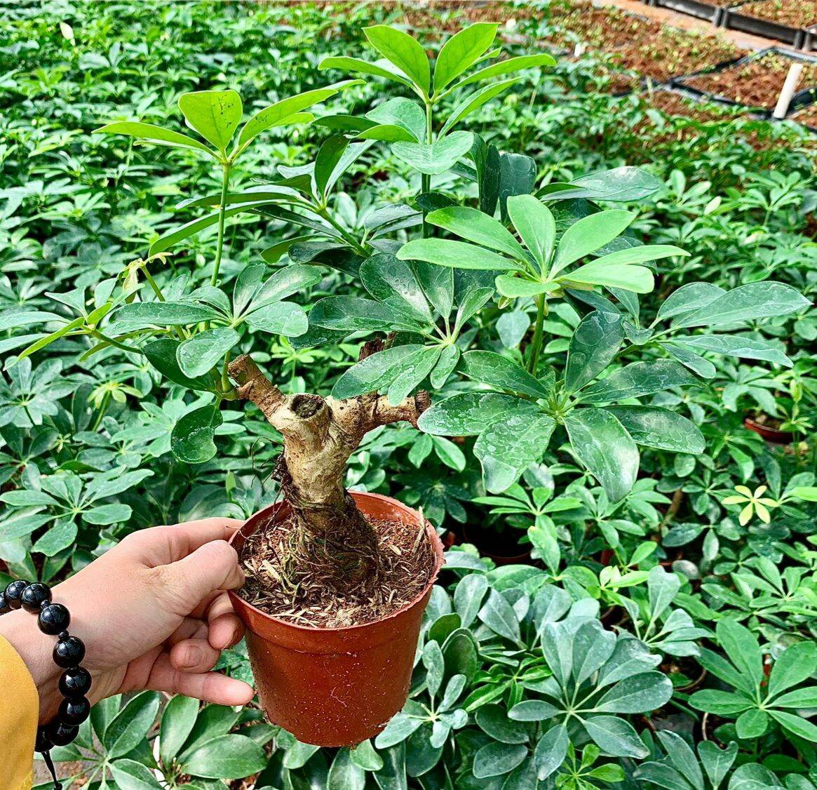 Cây Ngũ Gia Bì bonsai/ cây phong thủy