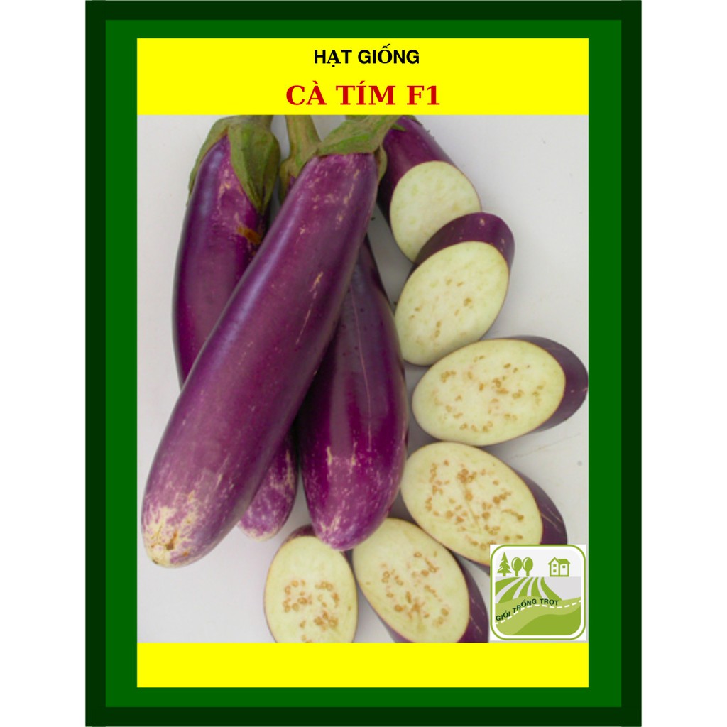 1G - Hạt Giống Cà Tím