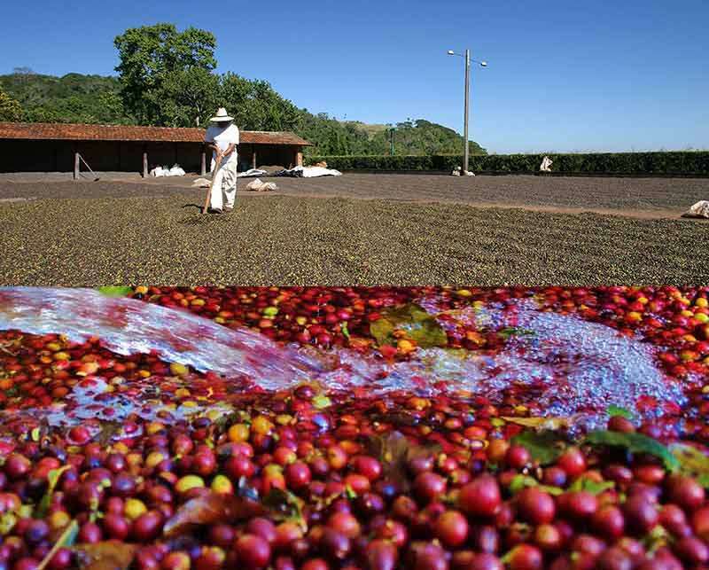 CÀ PHÊ HẠT CARRARO CAFFE GLOBO 100% ARABICA -1KG WHOLE BEAN