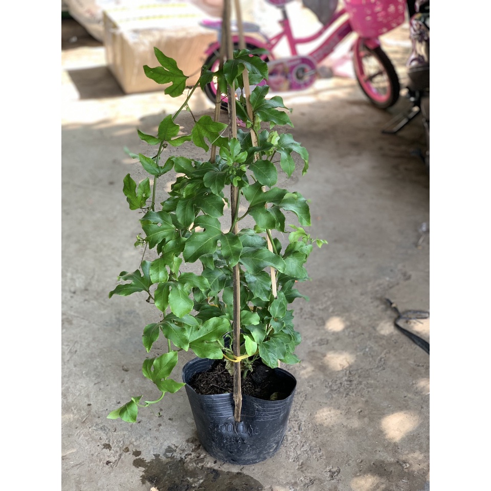 Cây chanh dây trưởng thành đang hoặc sắp cho hoa