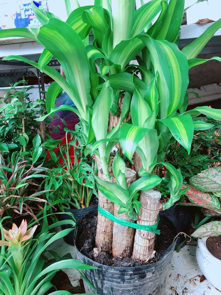 Cây Phát Tài Lớn
