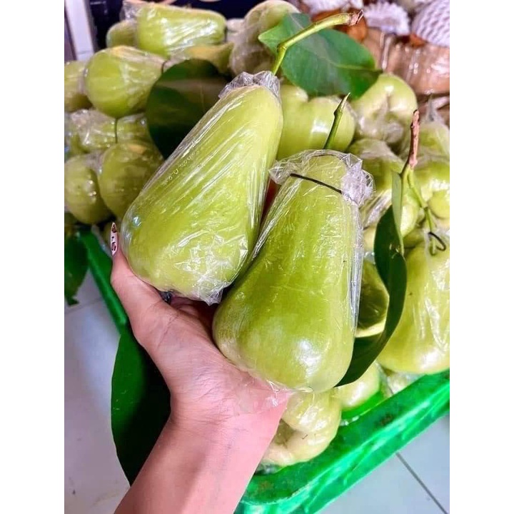 CÂY MẬN XANH TAM HOA (CÂY GHÉP SIÊU SỚM)