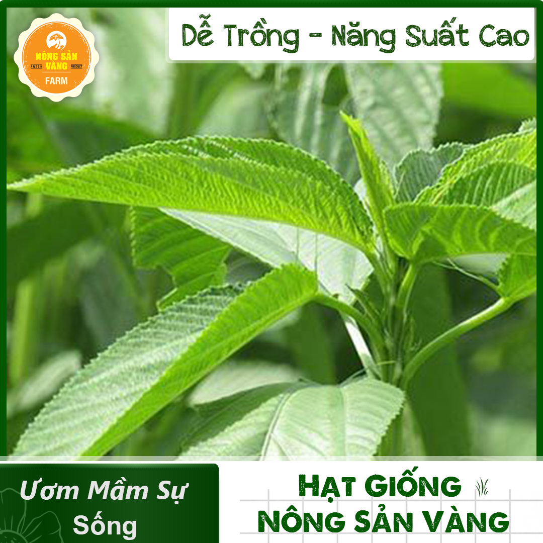 Vegetable seeds Green jute, leaf vegetables, good for health, easy to grow -shallow gold