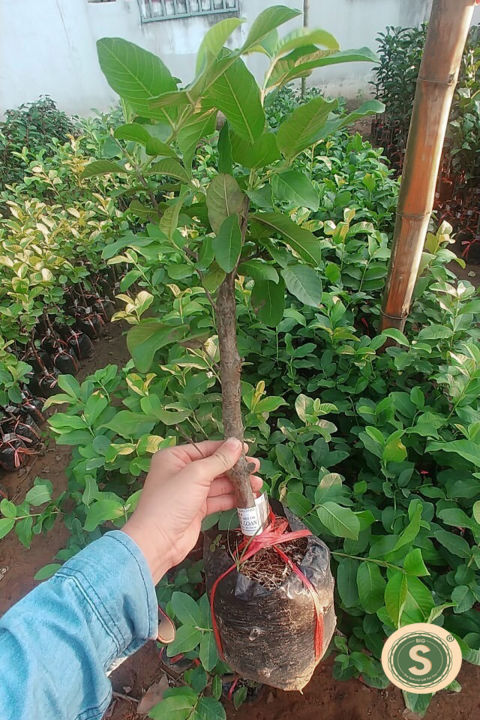 ỔI NỮ HOÀNG