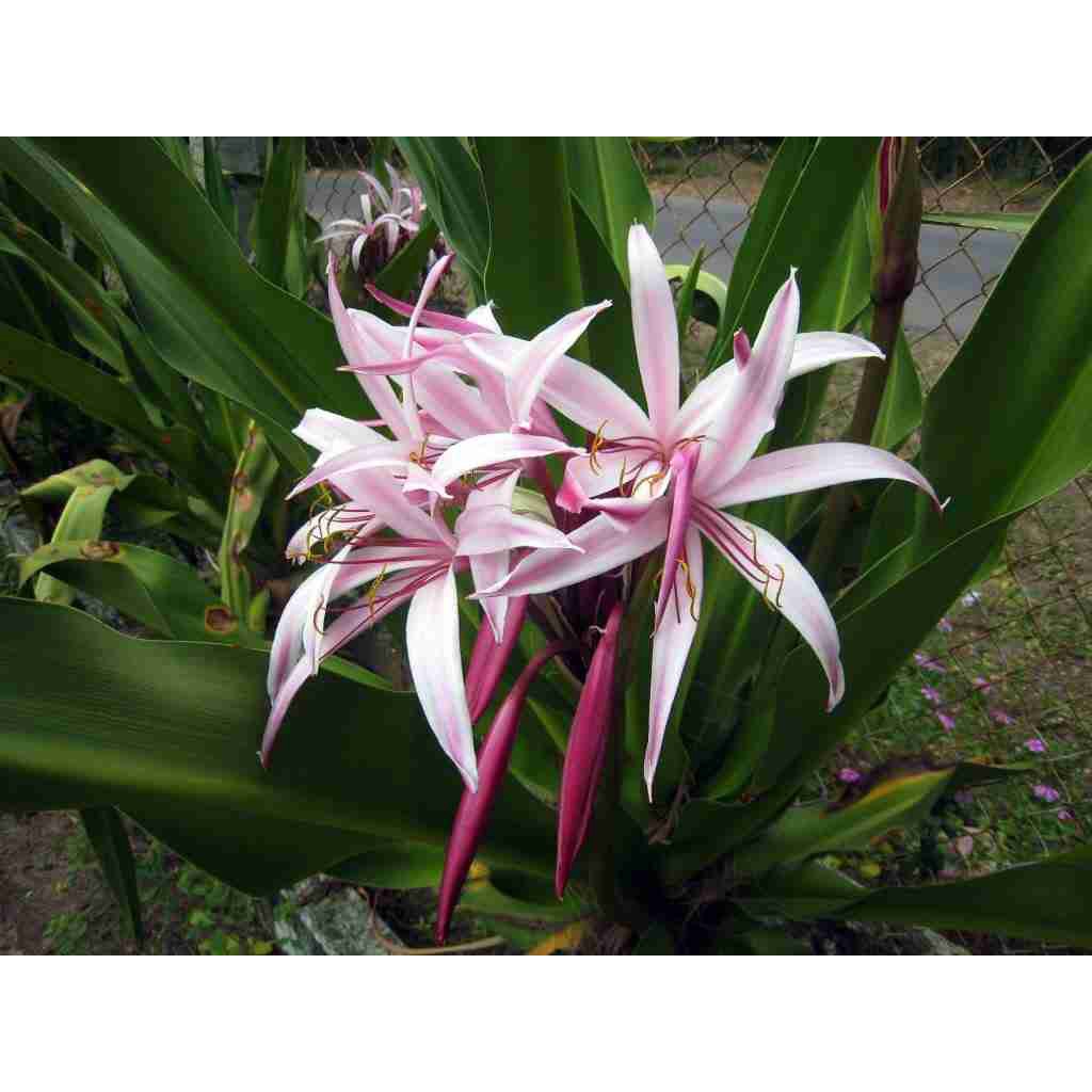 Củ giống cây hoa náng đỏ nặn bong gân