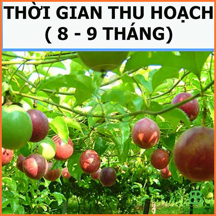 Hạt Giống Chanh Leo (Dây) 0,2G Dễ Trồng, Thơm Ngon