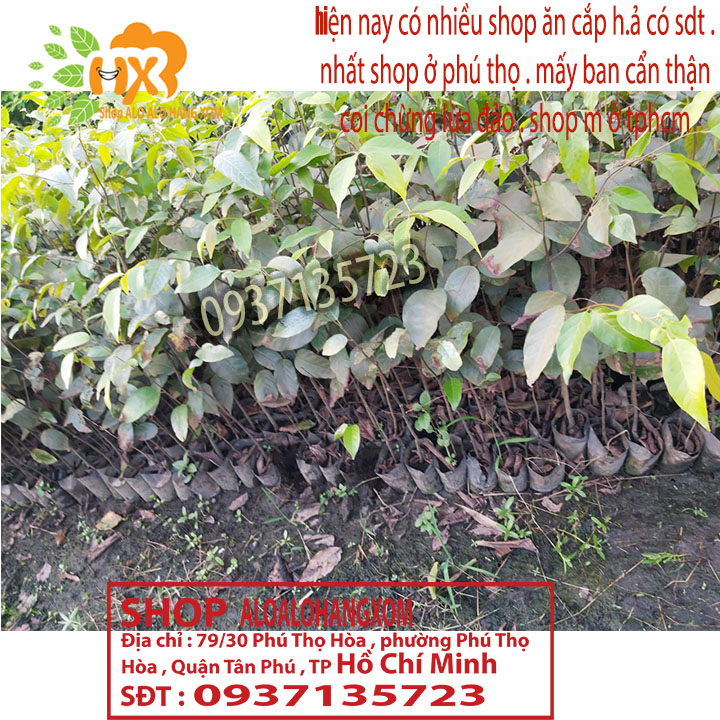 combo 5 cây sao đen -cây giống