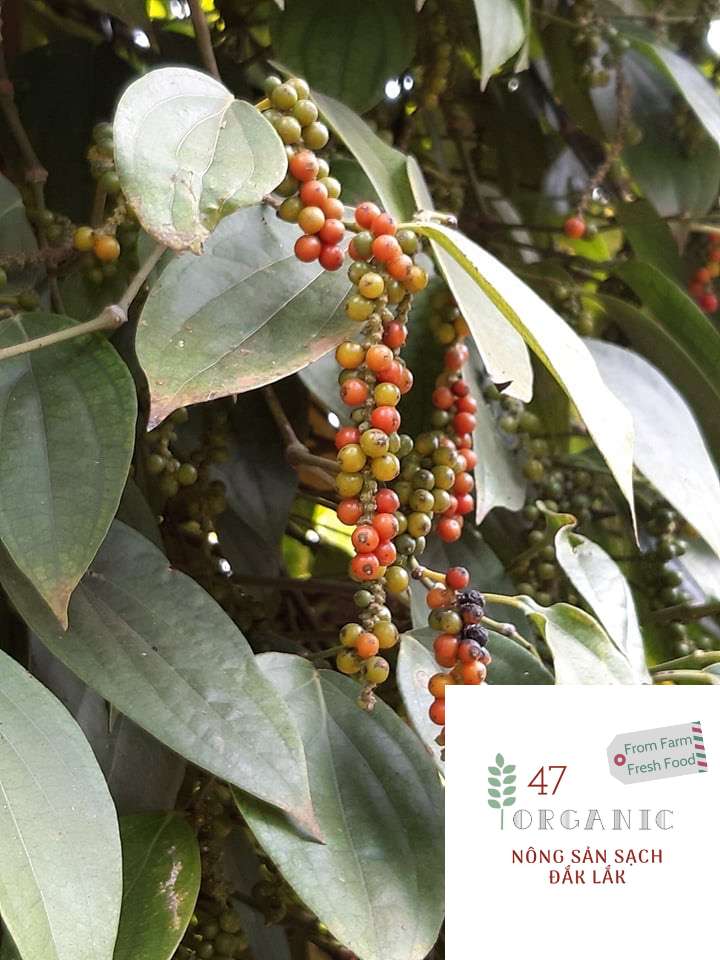 [HCM]100GR TIÊU ĐEN ĐẮK LẮK