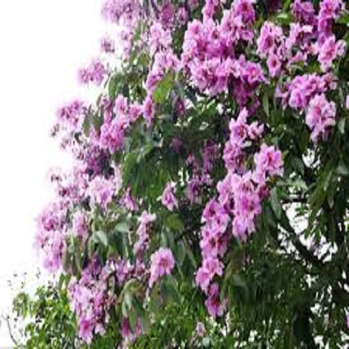 cây giống bằng lăng tím, cây cao 40-60cm
