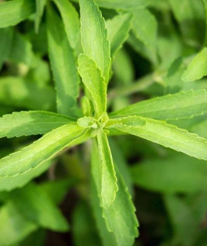Hạt giống Cỏ ngọt Stevia