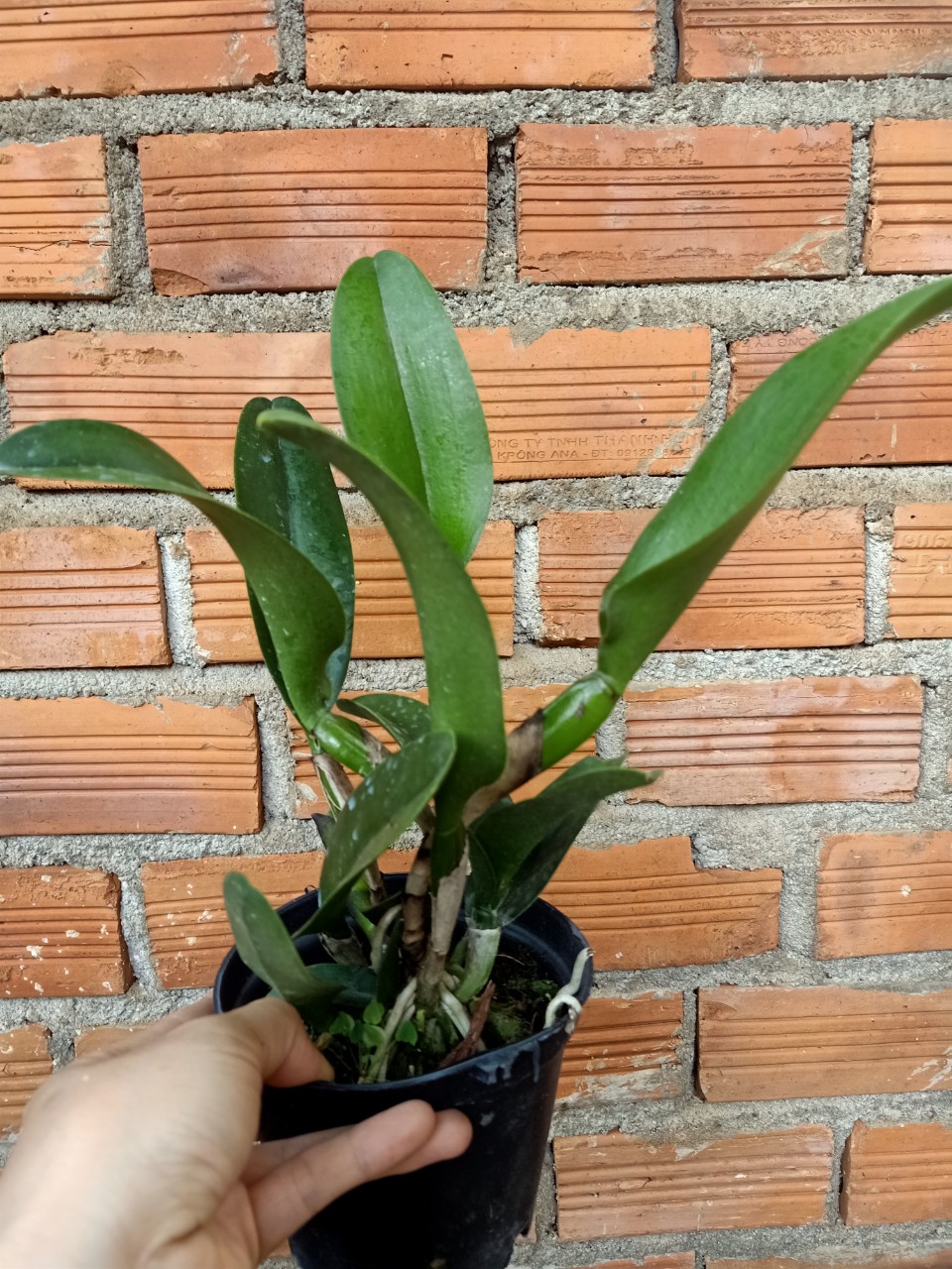 Hoa lan Cattleya: PINK DAIMOND- chậu trưởng thành